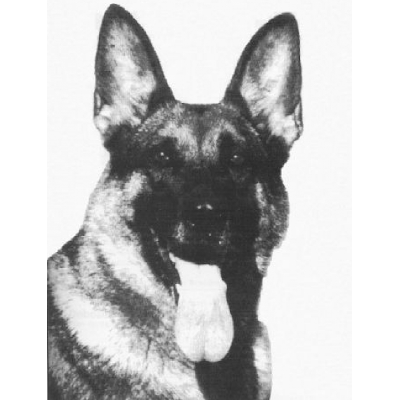 German Shepherd